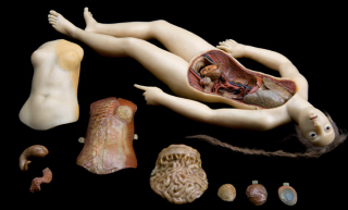 Illustration for article titled Creepy wax anatomy models from the 1700-1800s. Apologies if you planned on sleeping tonight.